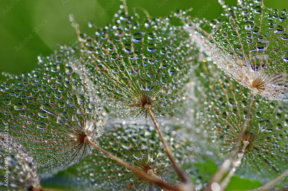 Dandelion closeup in dew and sunligh