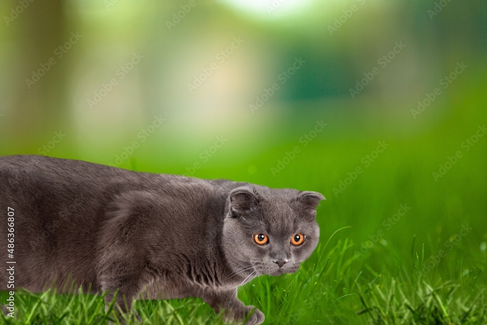 Cute young cat walking outside in the grass