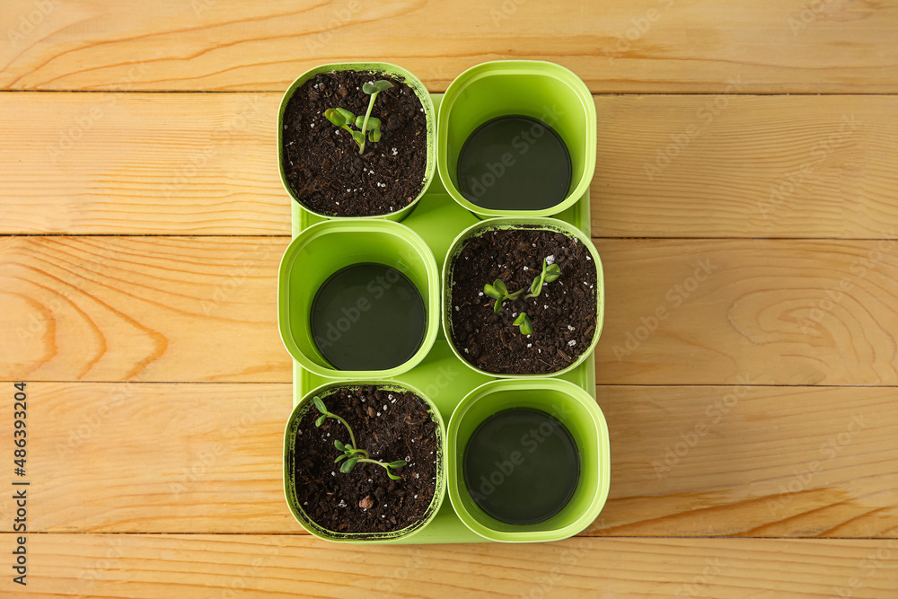 Tray with flower pots on wooden background