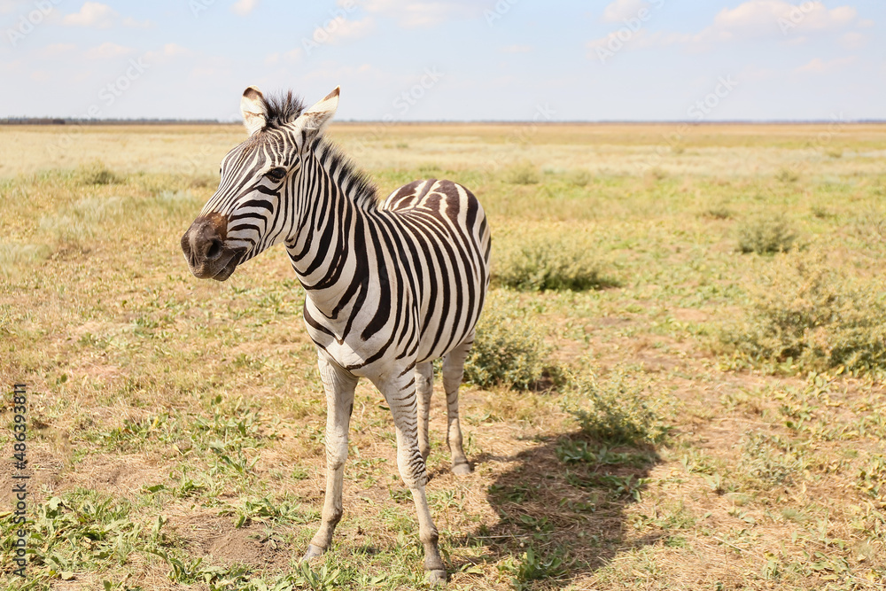 Beautiful zebra in wildlife sanctuary