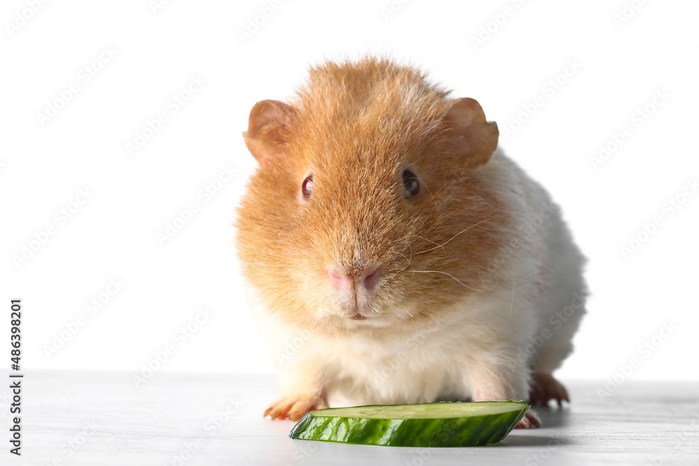 Funny Guinea pig and cucumber slice on white background