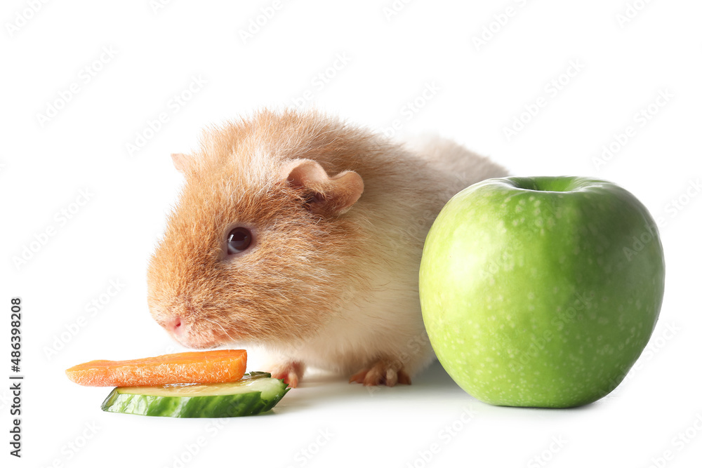 Funny Guinea pig with slices of cucumber, carrot and apple on white background