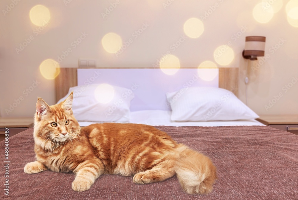 Young cute fluffy cat lies with lights of garland on the background.