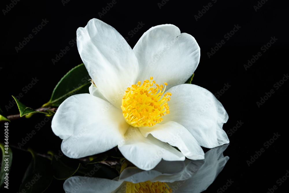 A white camellia flower on a black background