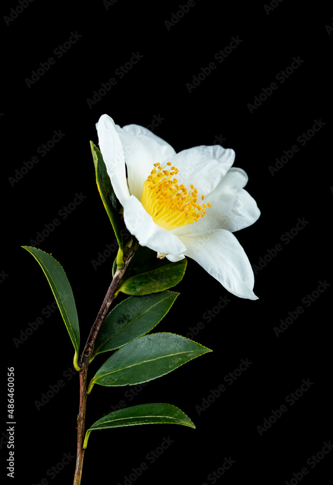 A white camellia flower on a black background