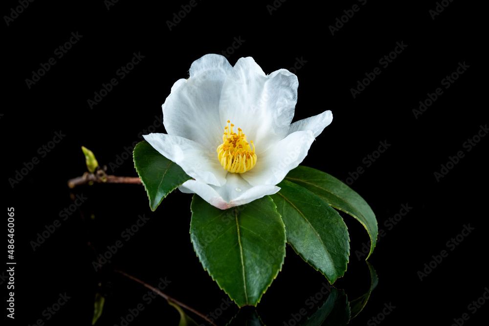 A white camellia flower on a black background