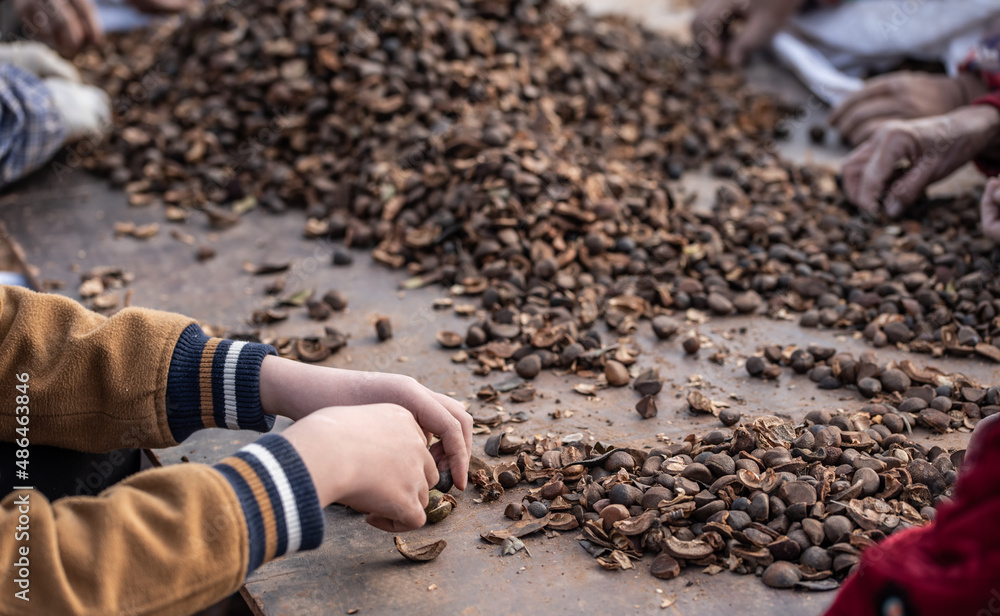 Farmers are picking camellia seeds