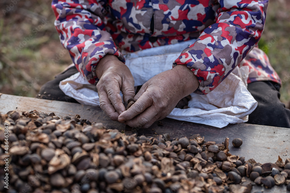 Farmers are picking camellia seeds