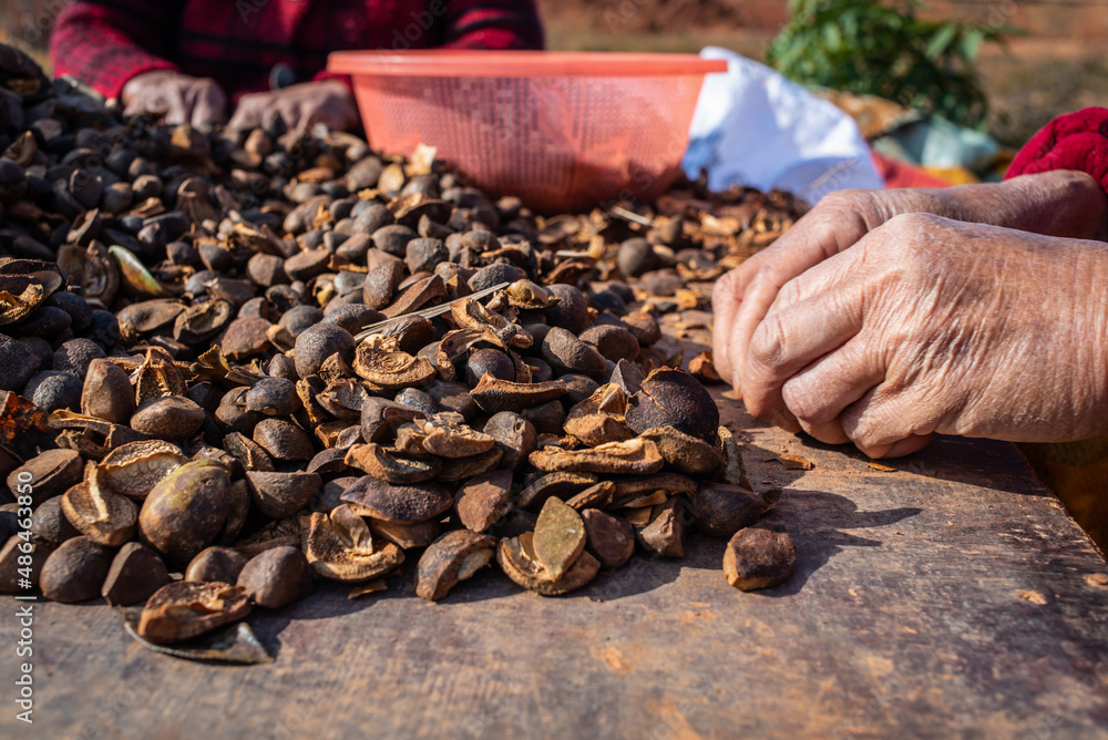 Farmers are picking camellia seeds