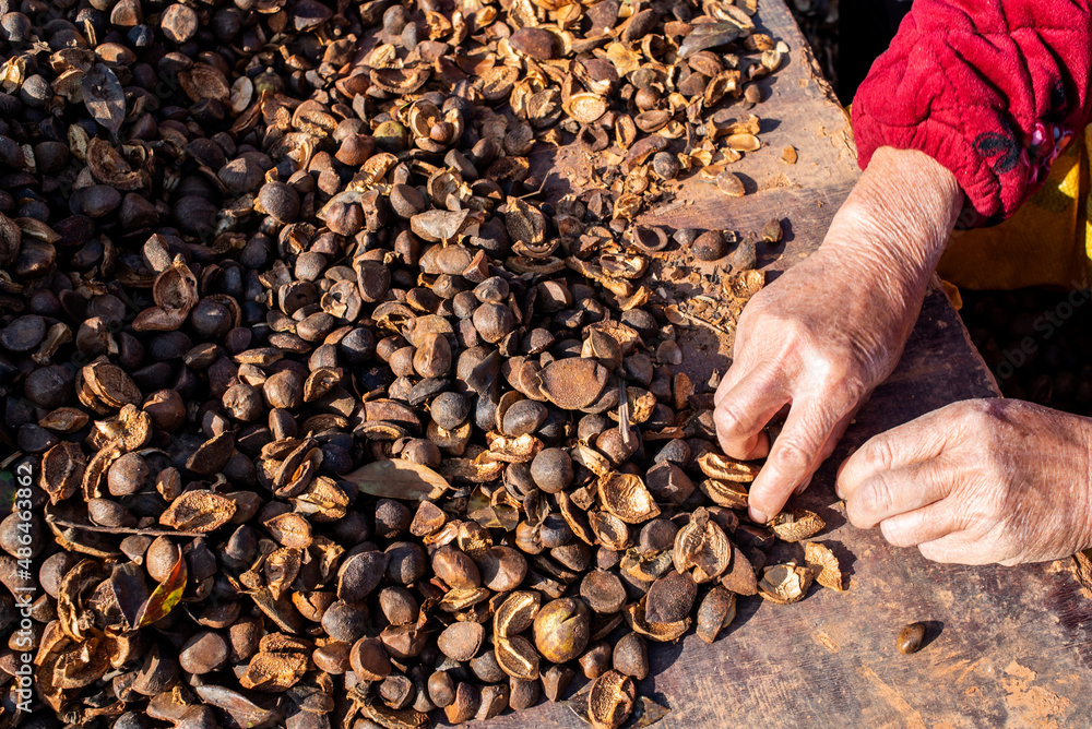 Farmers are picking camellia seeds