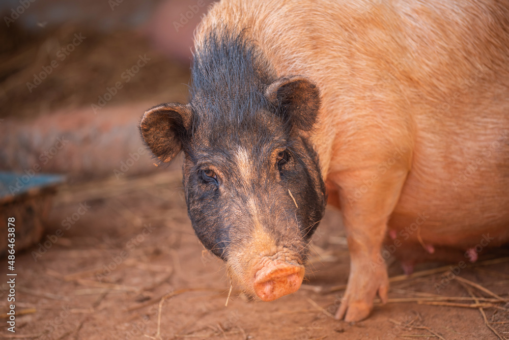 Ningxiang native flower sow on the farm