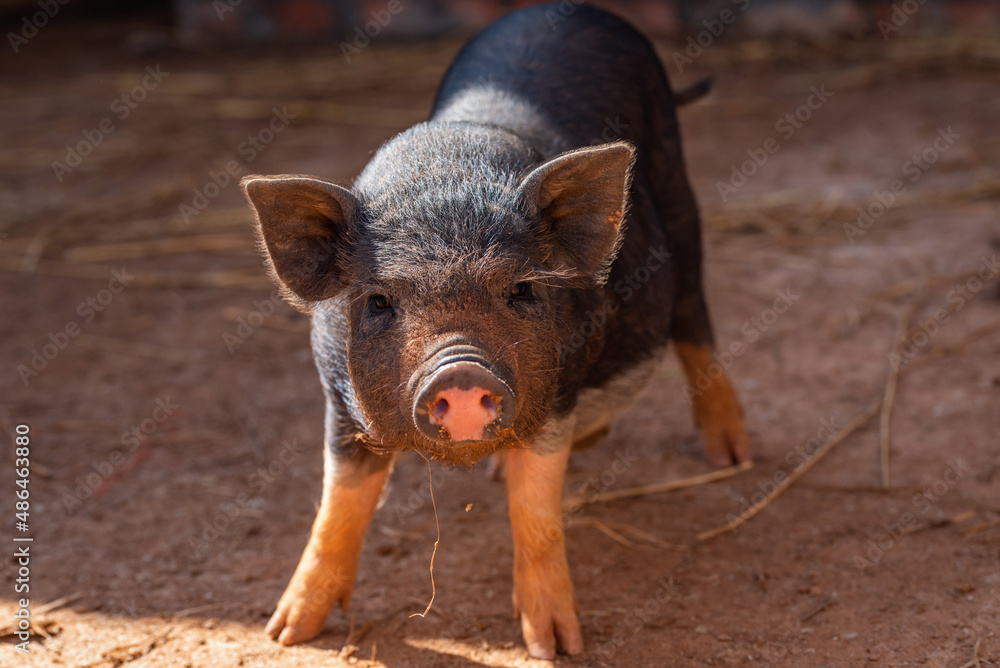 Little black piglets on the farm