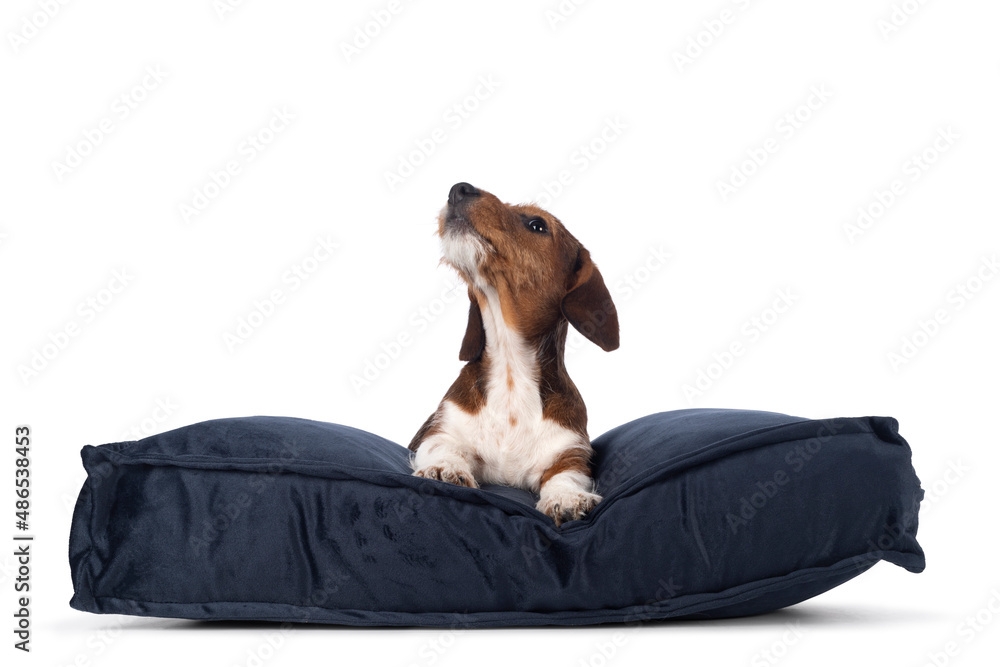 Adorable piebald Dachshund aka Teckel pup, laying down side ways on blue velvet pillow. Head up look