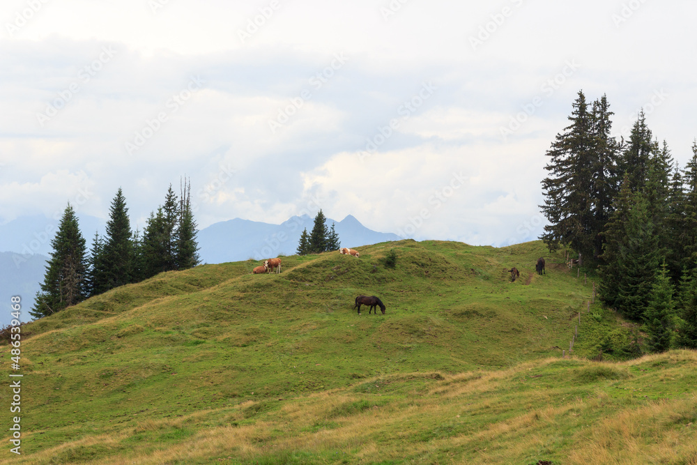 奥地利萨尔茨堡的高山全景，放牧的牛和马