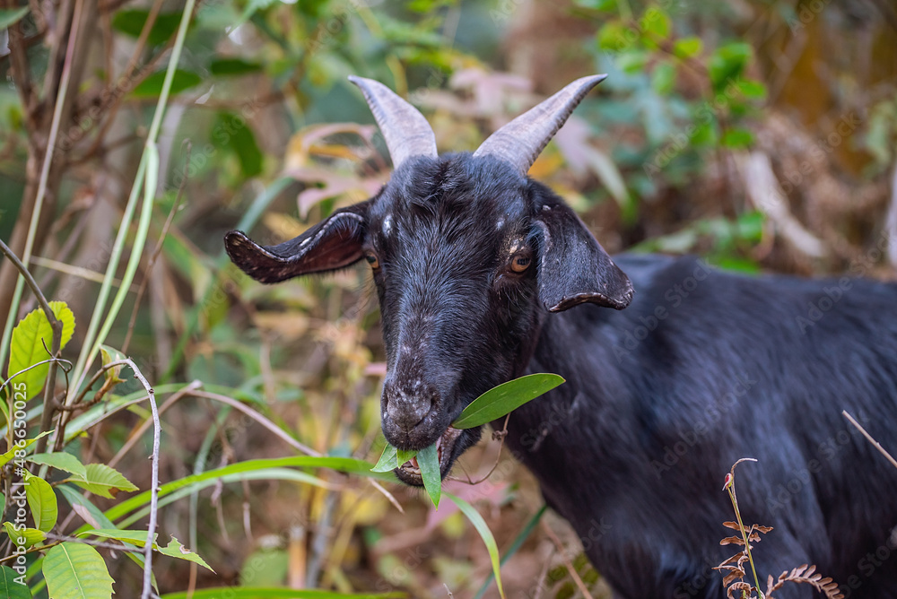 A black goat eating grass