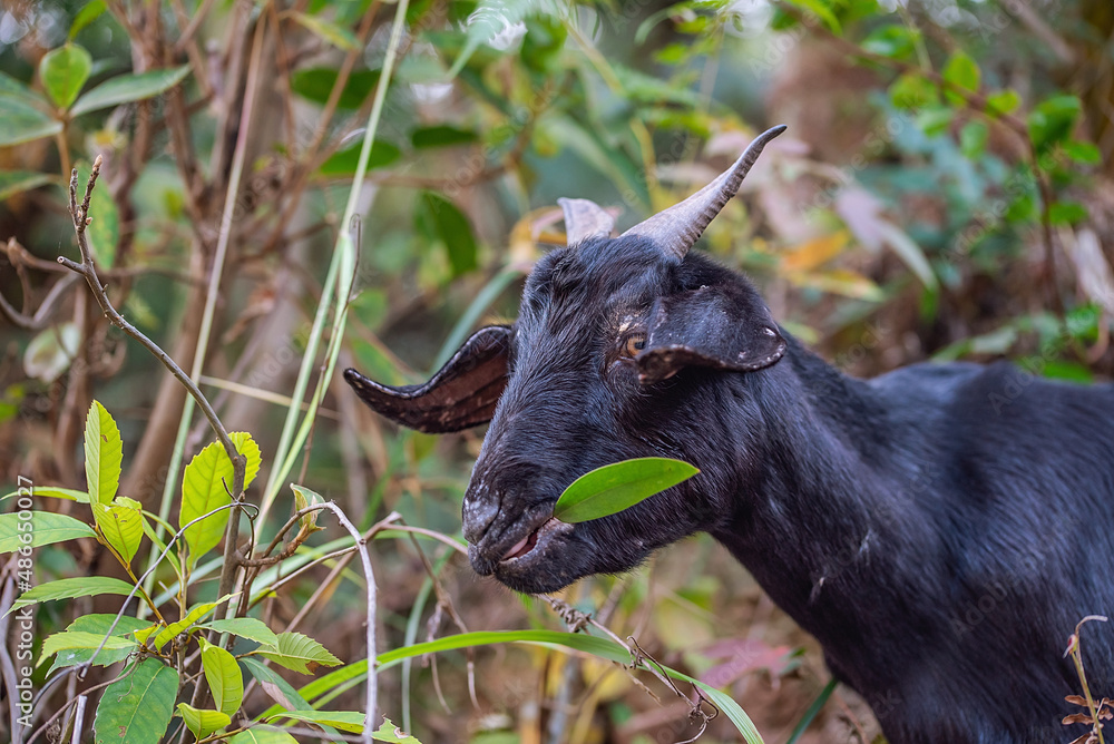 A black goat eating grass