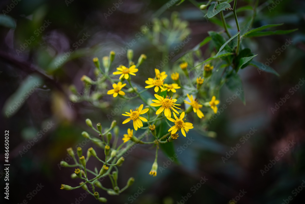 野生中草药荫蔽千里光