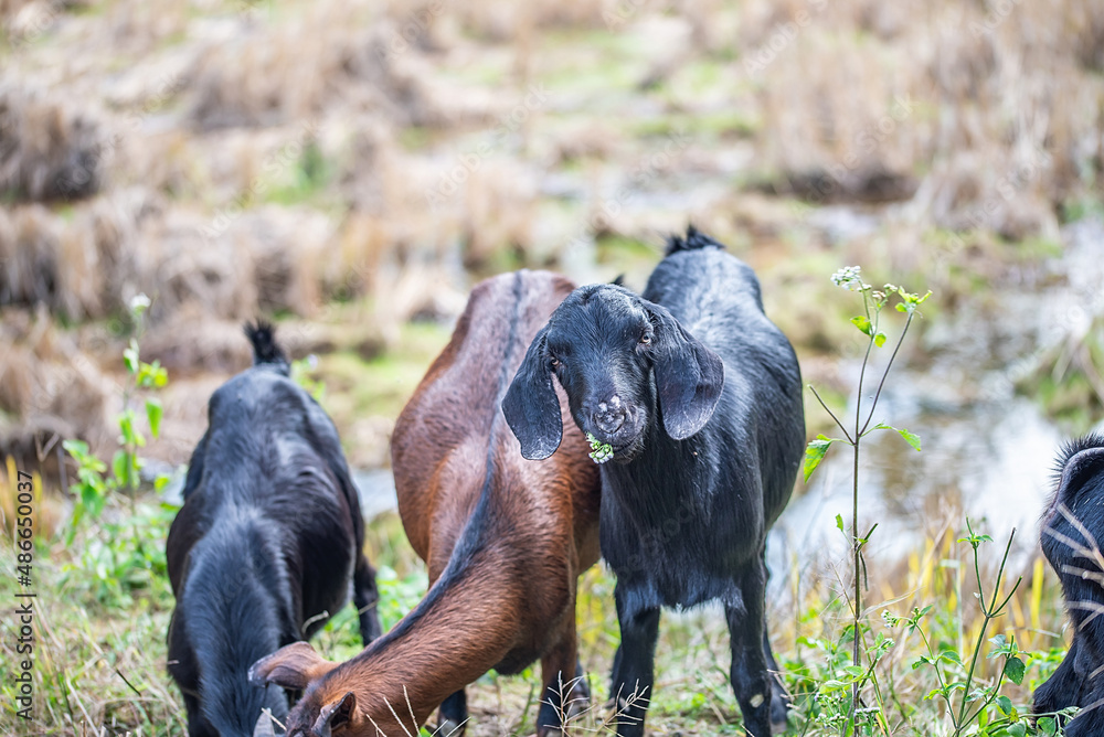 A herd of black goats in the mountain village