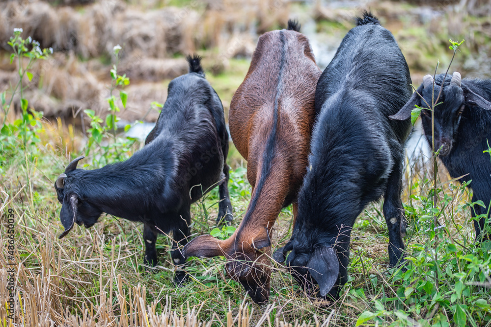 A herd of black goats in the mountain village