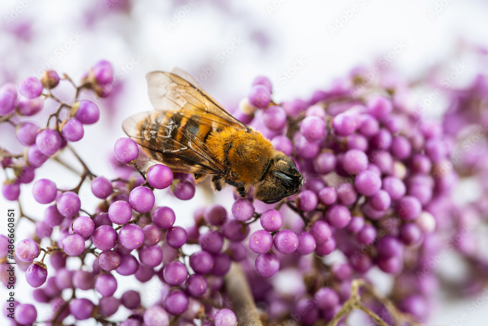 A bee on a purple pearl