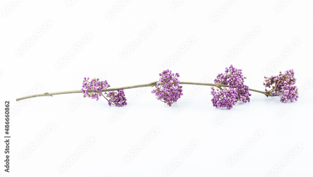 A purple bead on a white background