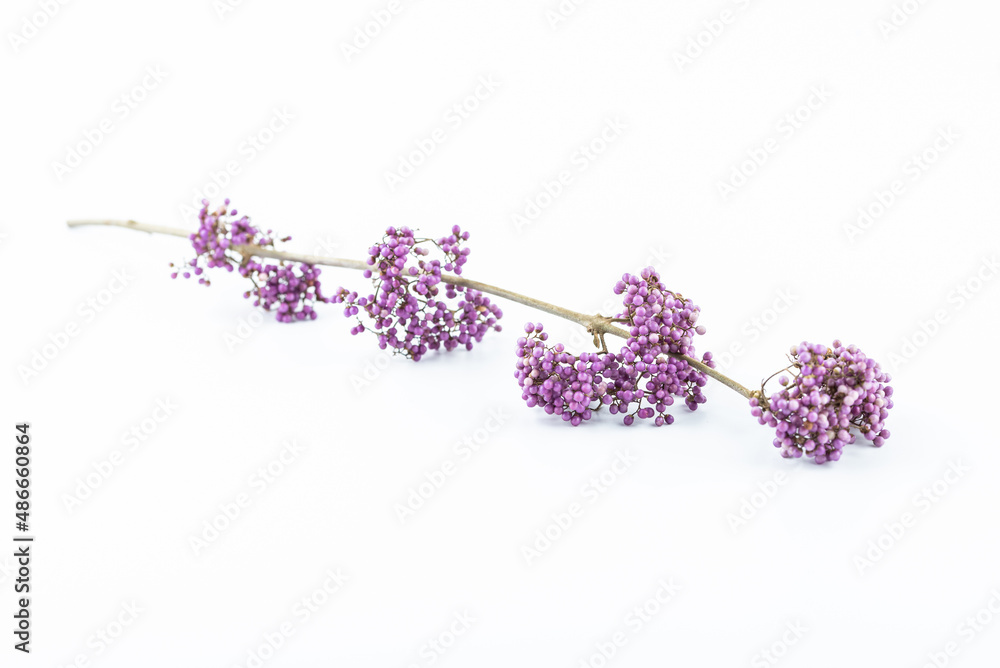 A purple bead on a white background