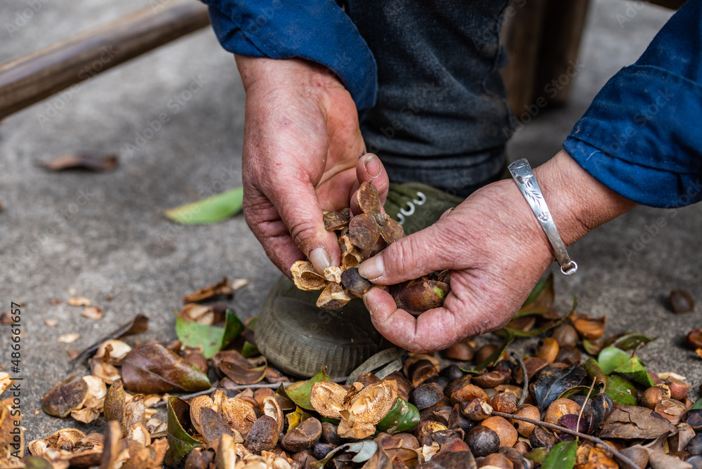 Farmer hands peeling camellia seeds