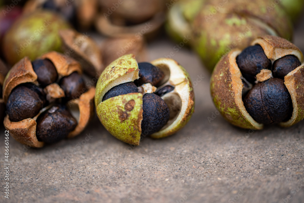 The camellia fruit harvested in autumn, the camellia fruit that is sun-dried