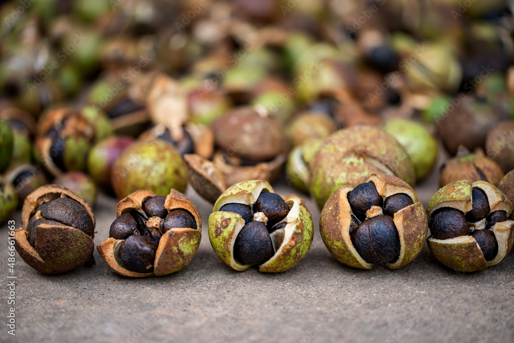 The camellia fruit harvested in autumn, the camellia fruit that is sun-dried