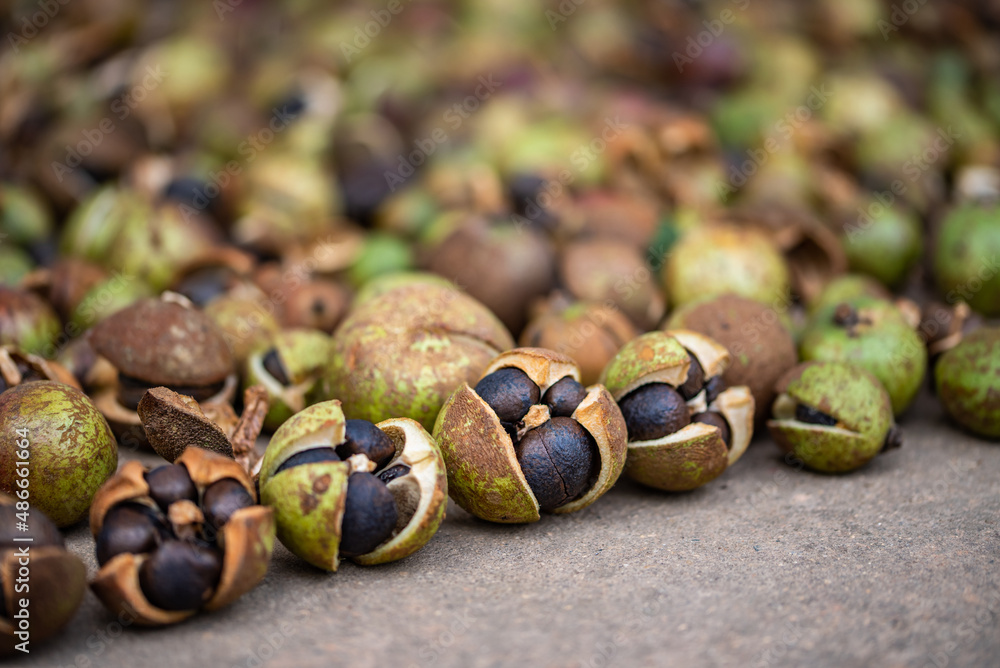 The camellia fruit harvested in autumn, the camellia fruit that is sun-dried