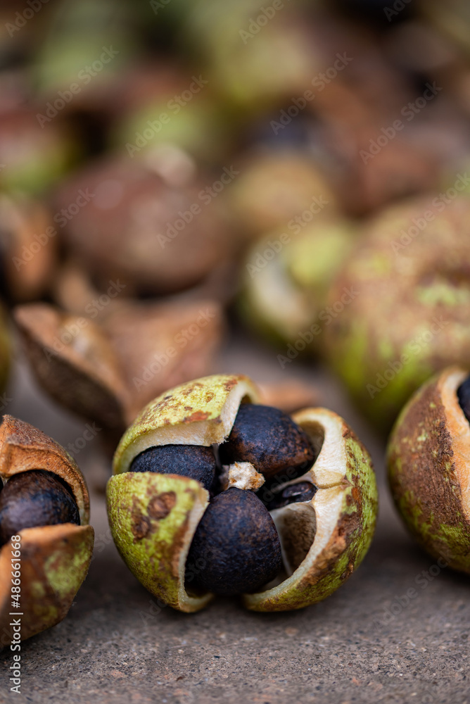 The camellia fruit harvested in autumn, the camellia fruit that is sun-dried