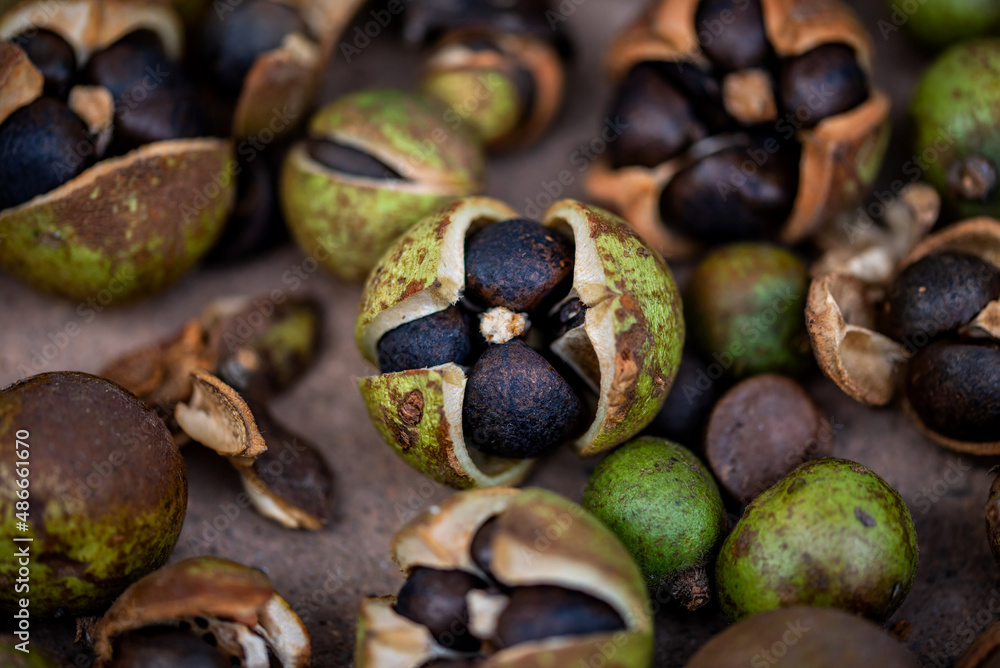 The camellia fruit harvested in autumn, the camellia fruit that is sun-dried