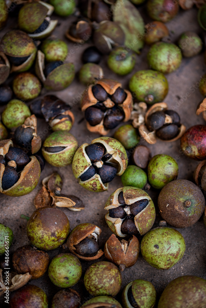 The camellia fruit harvested in autumn, the camellia fruit that is sun-dried