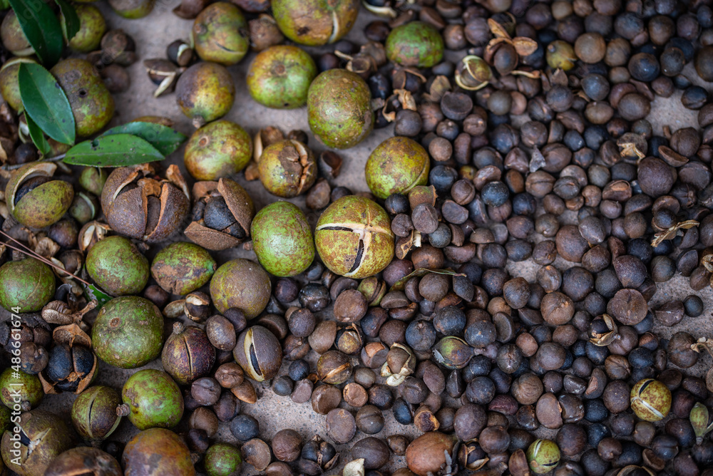 The camellia fruit harvested in autumn, the camellia fruit that is sun-dried