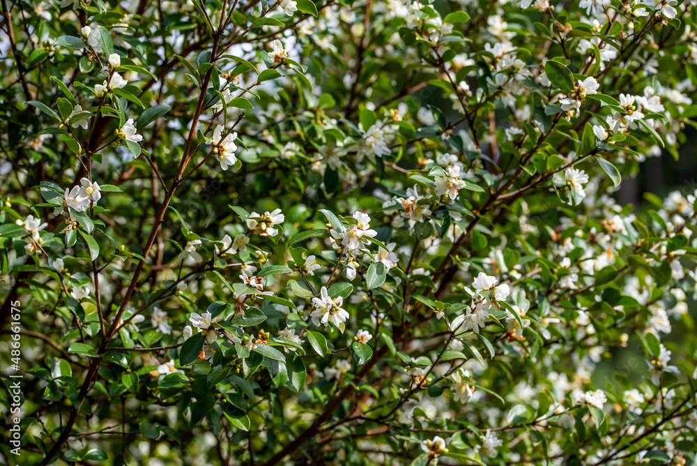 Small seed camellia blooming in autumn and winter