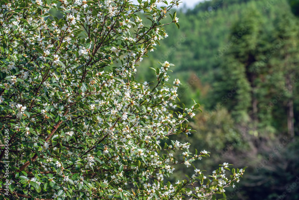 Small seed camellia blooming in autumn and winter