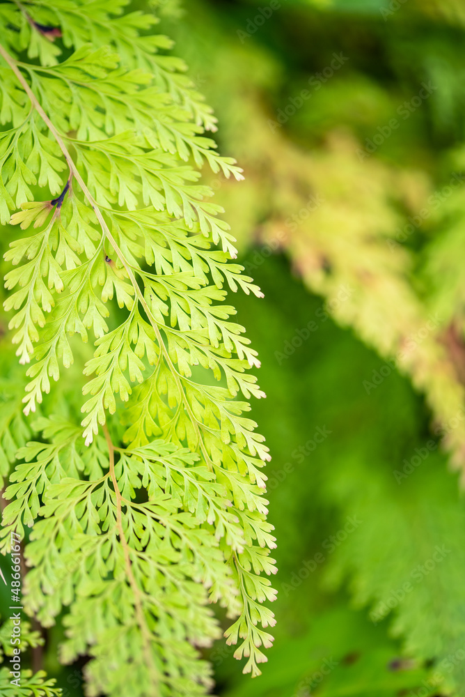 Emerald black fern leaves background