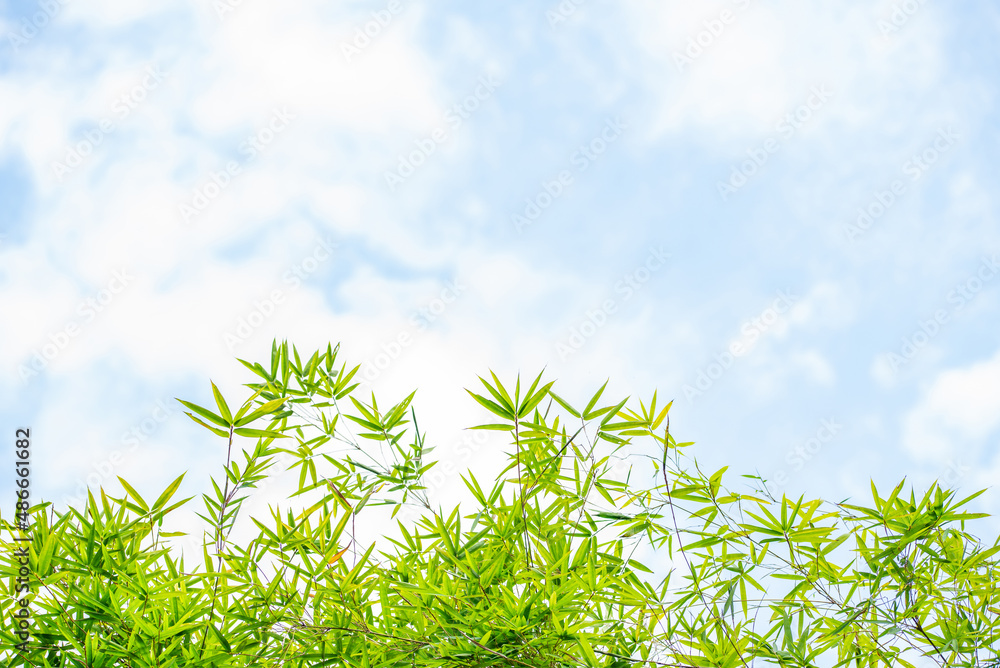 Upside-down shot of bamboo leaves sky background