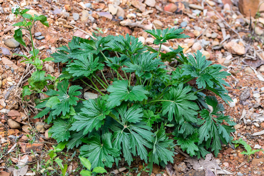 Wild Chinese herbal medicine motherwort seedlings