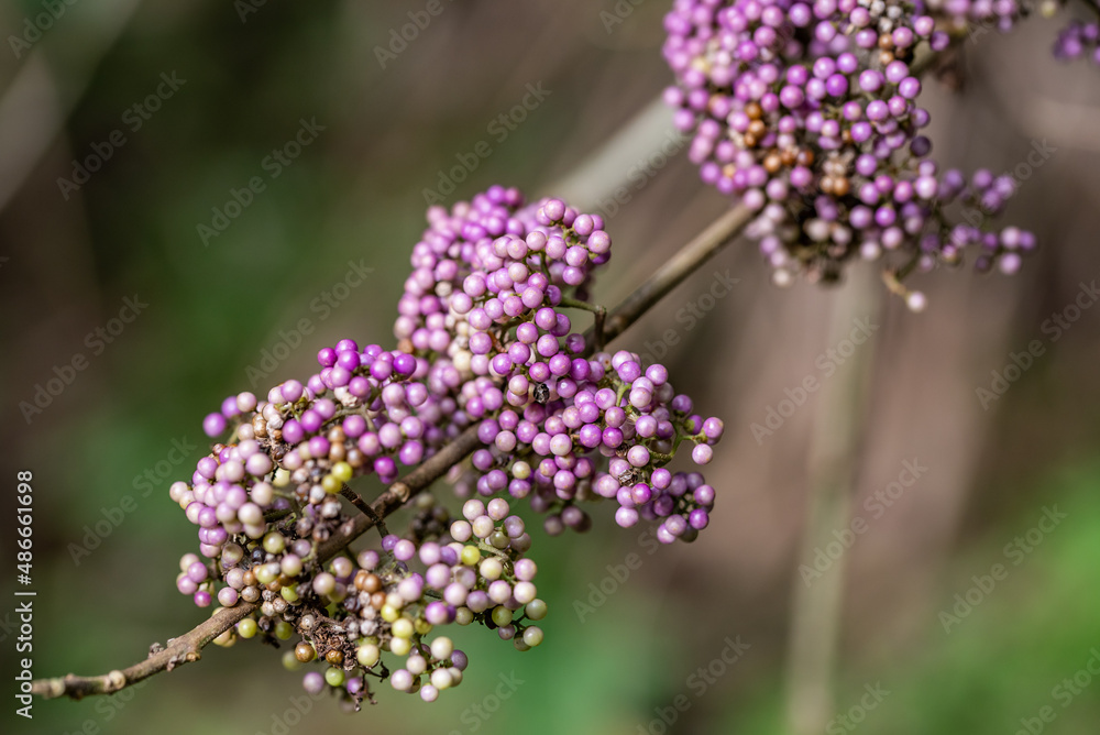 Chinese herbal medicine ripe purple pearl fruit