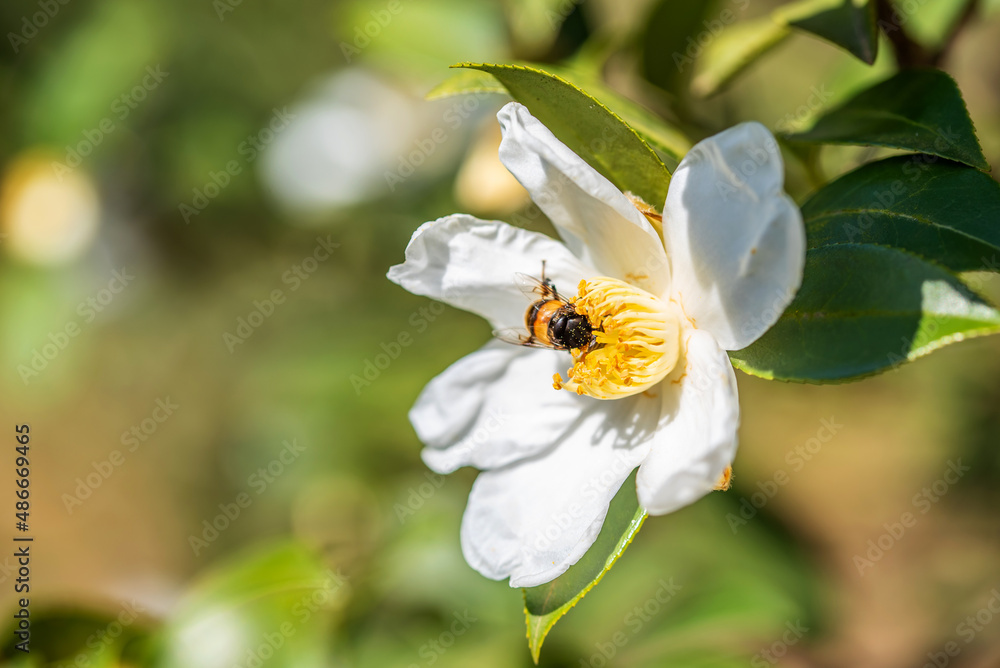 Camellia seeds blooming in autumn and winter