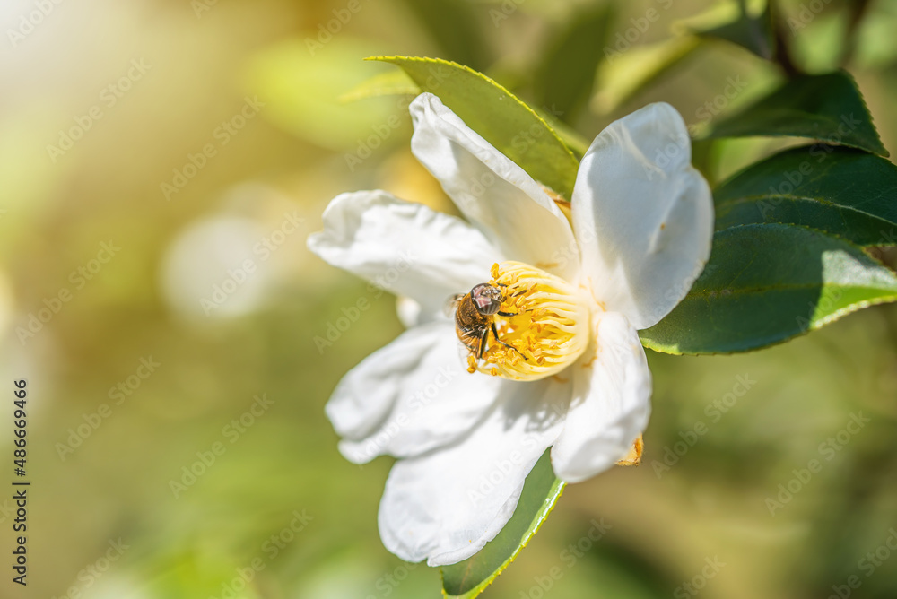 茶花种子在秋冬绽放