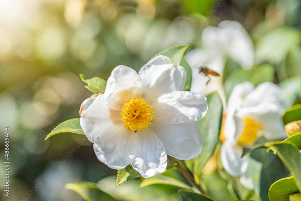 Camellia seeds blooming in autumn and winter