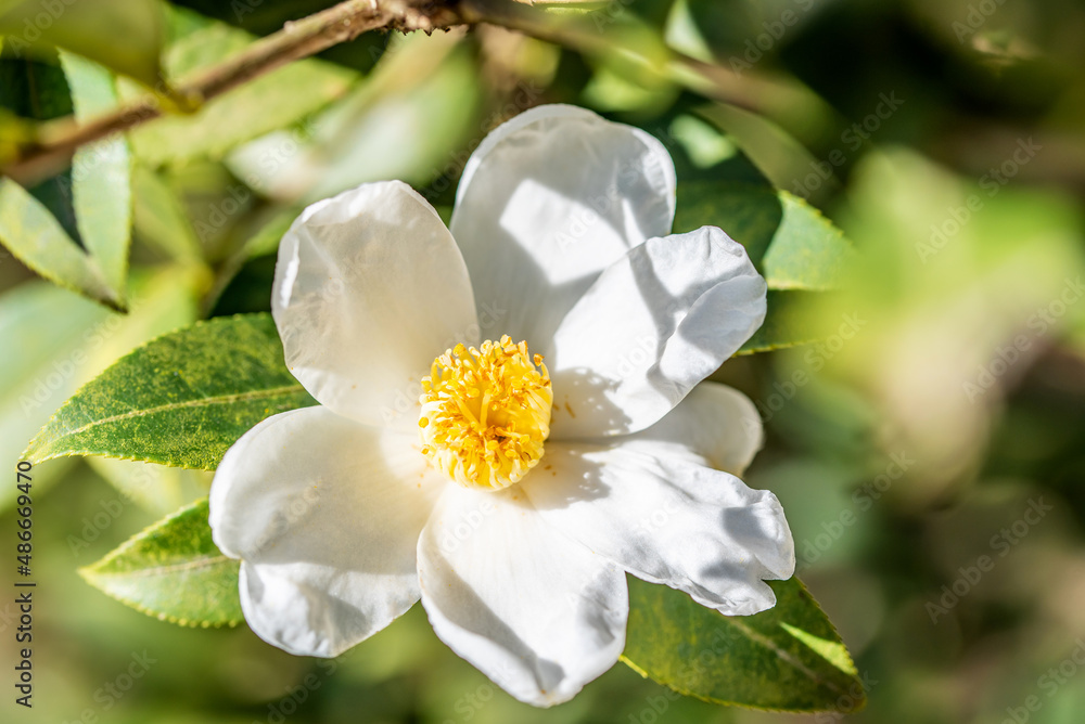 茶花种子在秋冬绽放