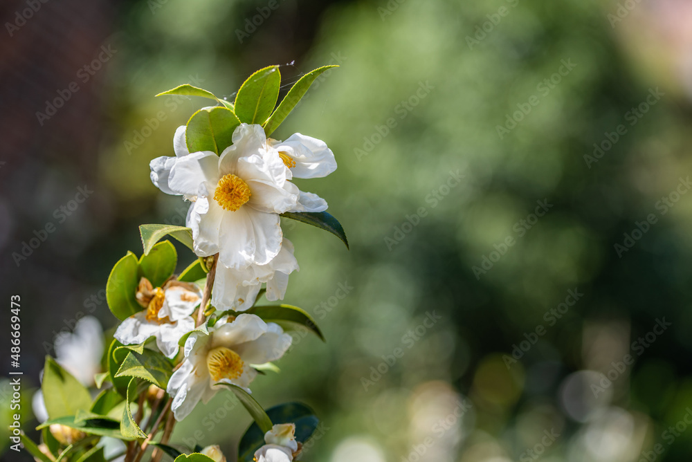 茶花种子在秋冬绽放