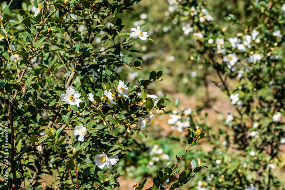 Camellia seeds blooming in autumn and winter