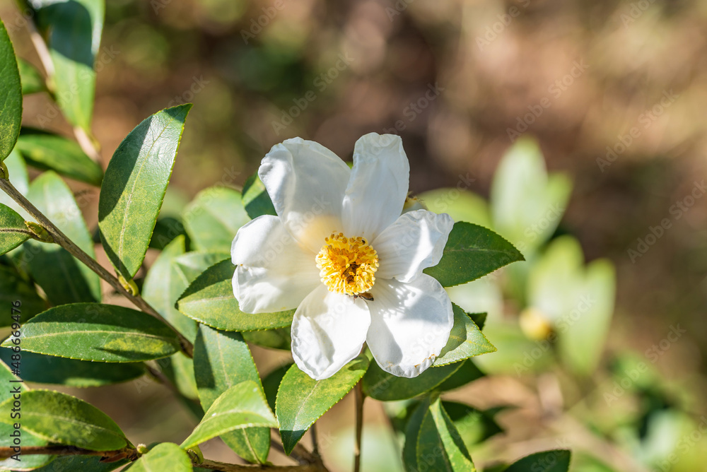 Camellia seeds blooming in autumn and winter