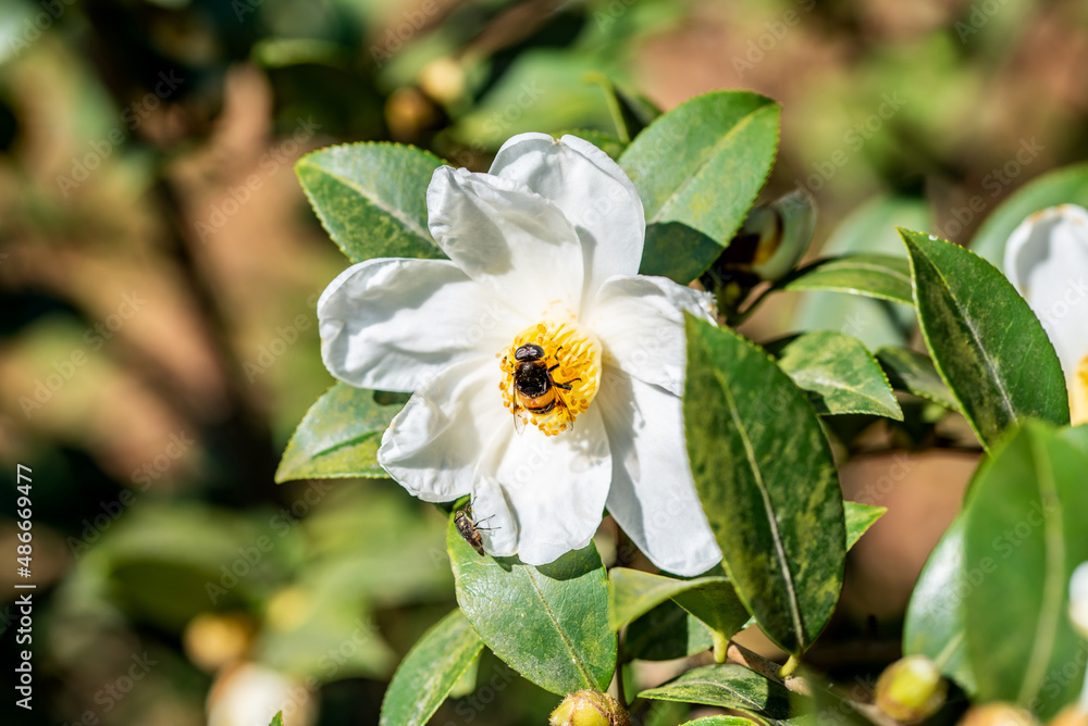 茶花种子在秋冬绽放