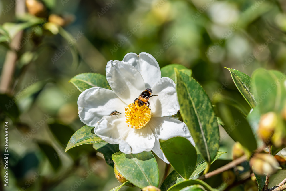 Camellia seeds blooming in autumn and winter