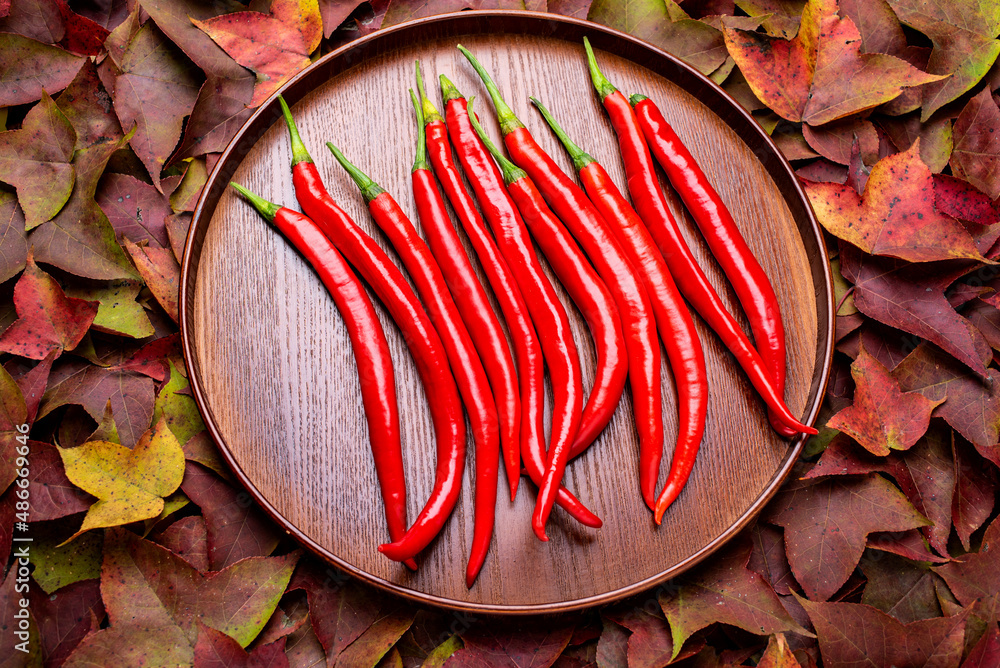 A pot of red peppers for the autumn harvest